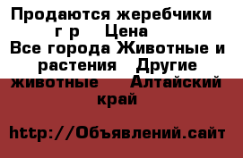 Продаются жеребчики 14,15 16 г.р  › Цена ­ 177 000 - Все города Животные и растения » Другие животные   . Алтайский край